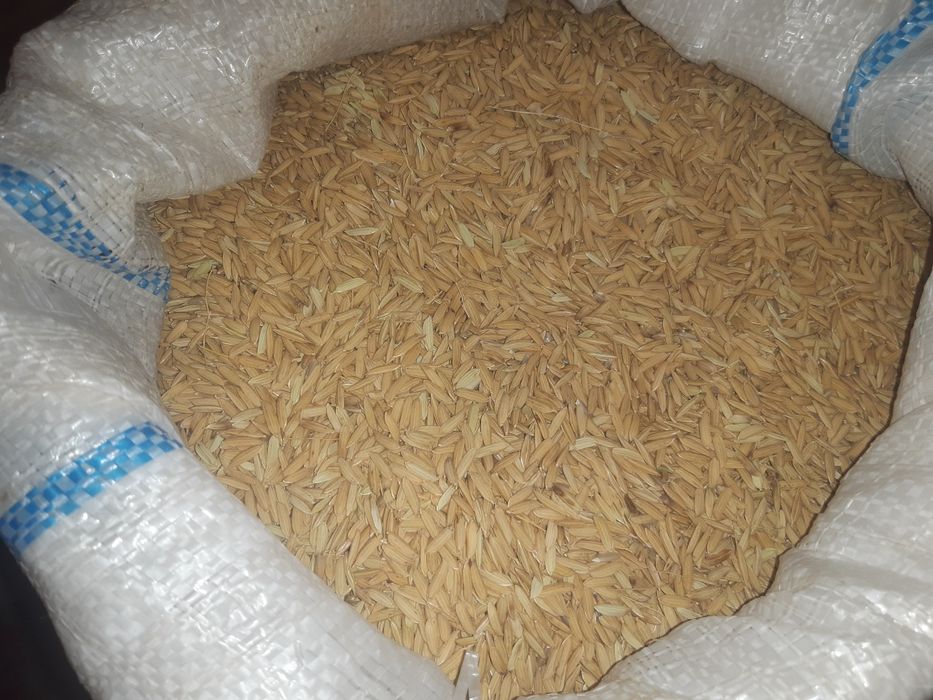 Lazer urug'i sotiladi