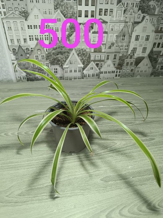 Продам недорого цветы