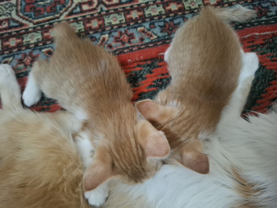 Отдаю котят в добрые руки