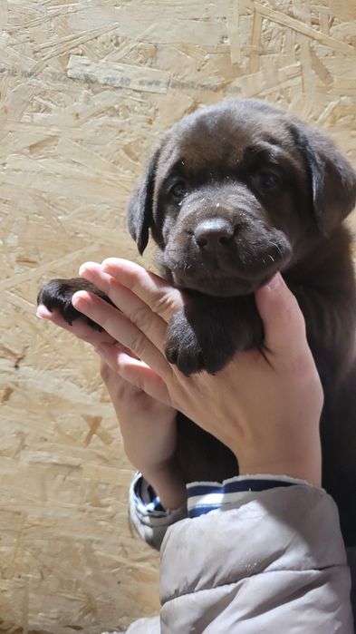 Puiuț labrador retriever ciocolatiu