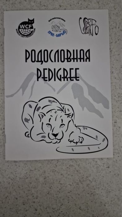 Продам кота породы Рэгдолл