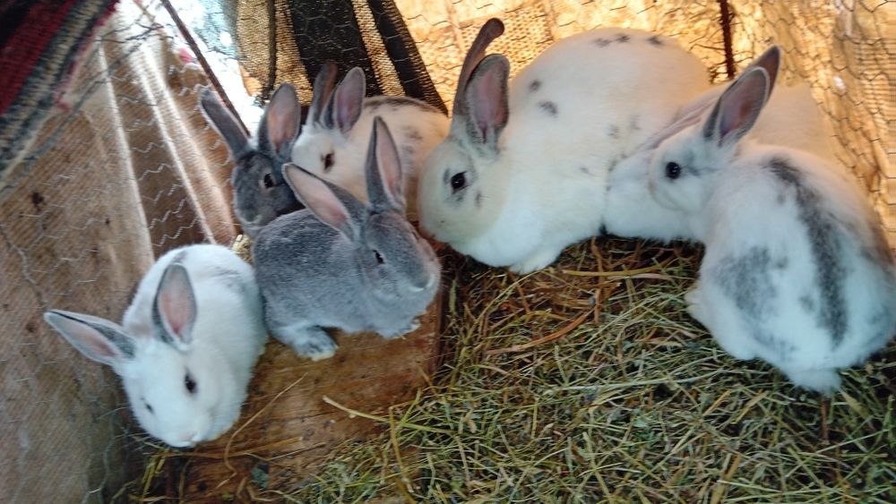 Vând iepuri de rasa