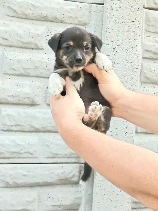 Щенки в добрые руки!