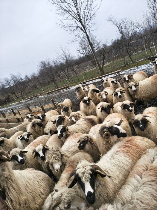 Vând lot de 42 de oi breze