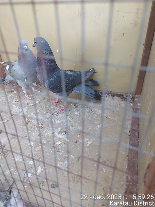 Широкохвостые голуби