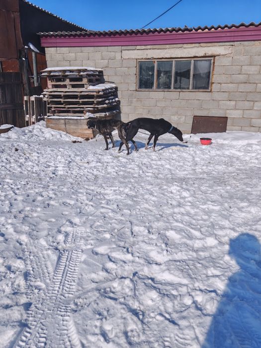 Продам щенков, от рабочих собак