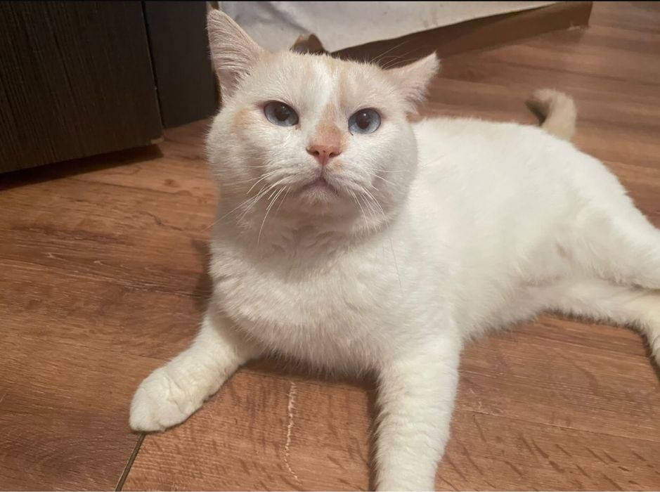 Отдам кота в хорошие руки