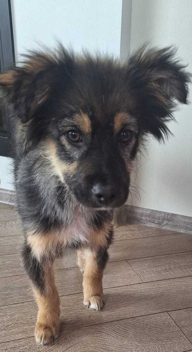 Отдам ЩЕНКОВ в хорошие, добрые руки