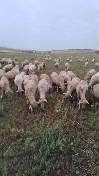 Vind 200 de oi merinos de Palas
