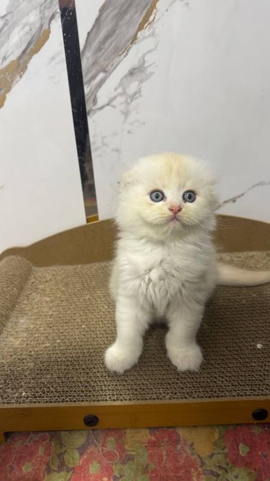 Котята Скоттиш страйт