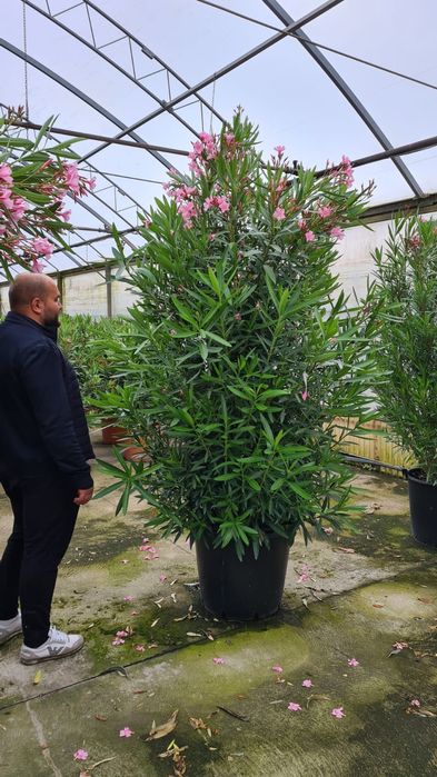 Vand palmieri, maslini, leandrii, cycas, tuia glob, tuia leylandii etc