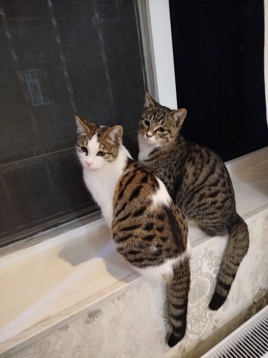 Кошки домашние. Отдам.