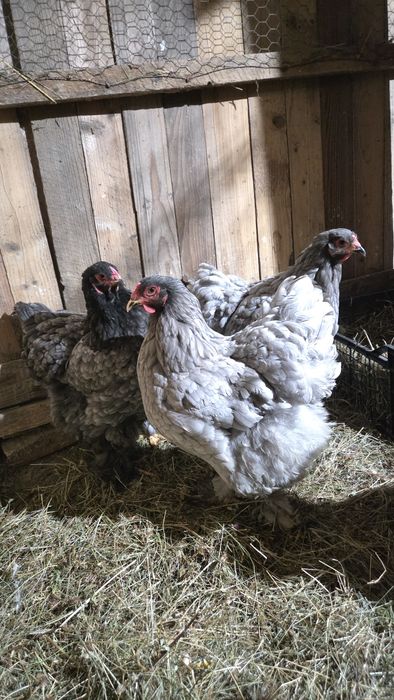 2 familii de brahma, albastru și gold