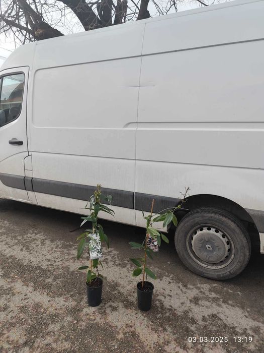 Клематис - Вечнозелен Цвят - Бял И розов