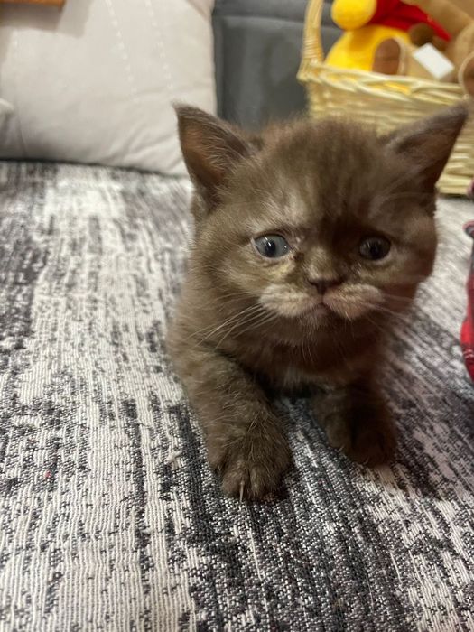 Британские котята