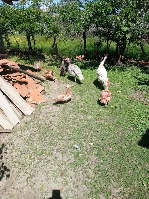 Pui de curca si boboci de rata