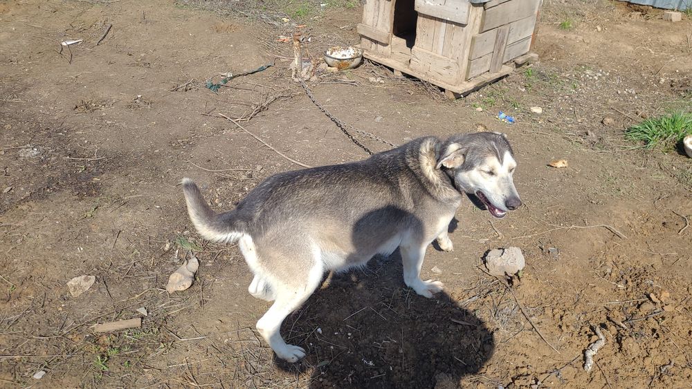 Мейірімді қолға ит беремін