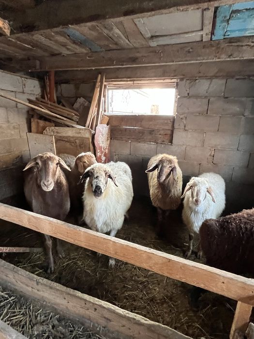 Семіз қойлар сатылады.