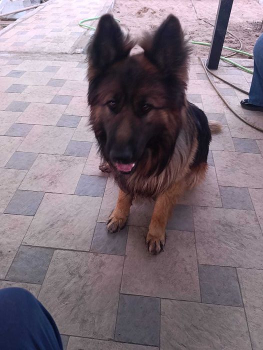 Ищем невесту для овчарки