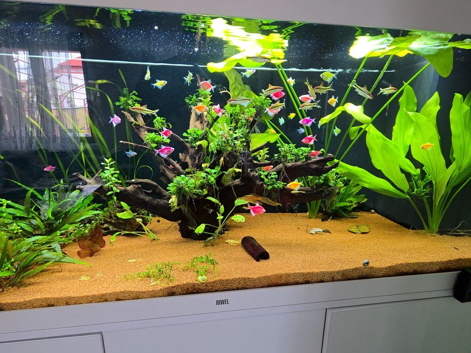 Tetra color glow