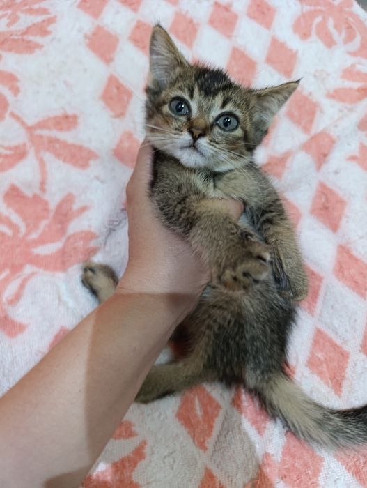 Продается котёнок девочка Скоттиш страйт.