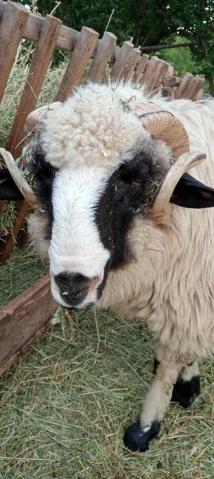 Disponibili doi berbecii brezi