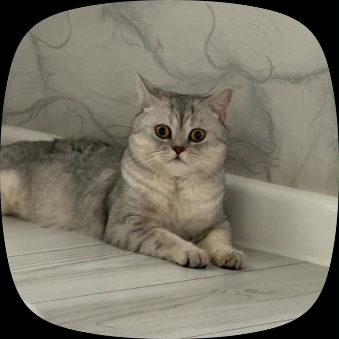 Продается кот ..