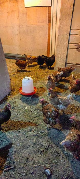 Тауықтар сатылады.