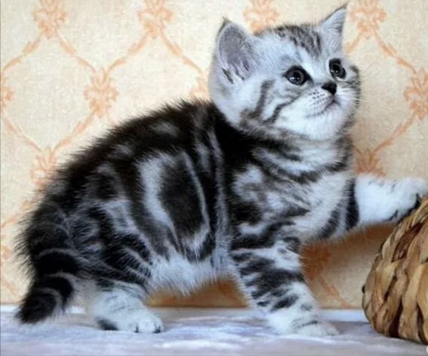 Котята Шотландские