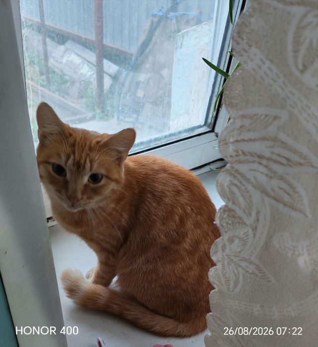 Пропала кошка Рыжик