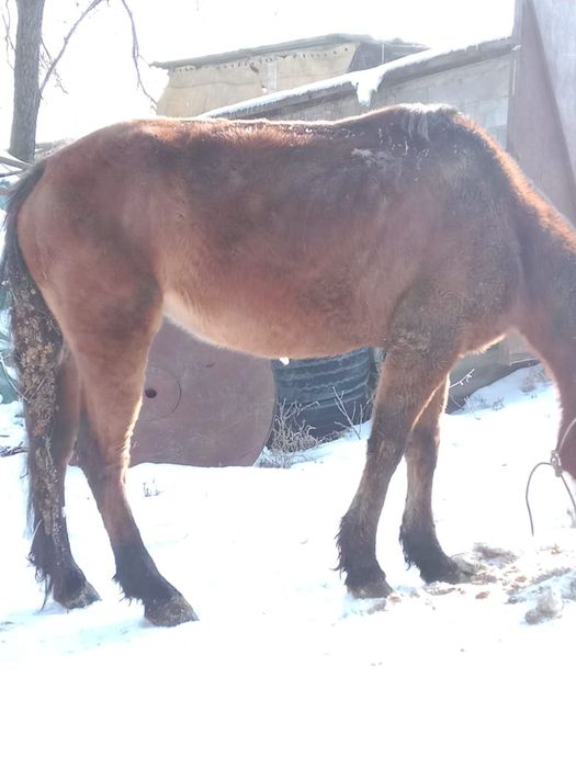 Продам кобылу жеребую полукровка