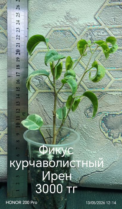 Комнатные цветы. Живые цветы.
