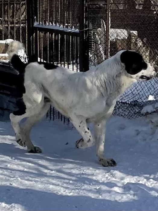 Предлагаю для вязки кобелей САО