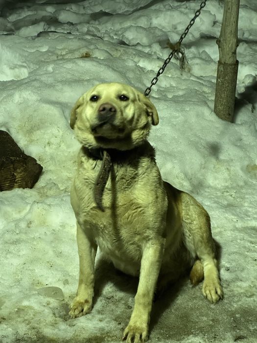 ургашы лабрадор ретривер сатылады