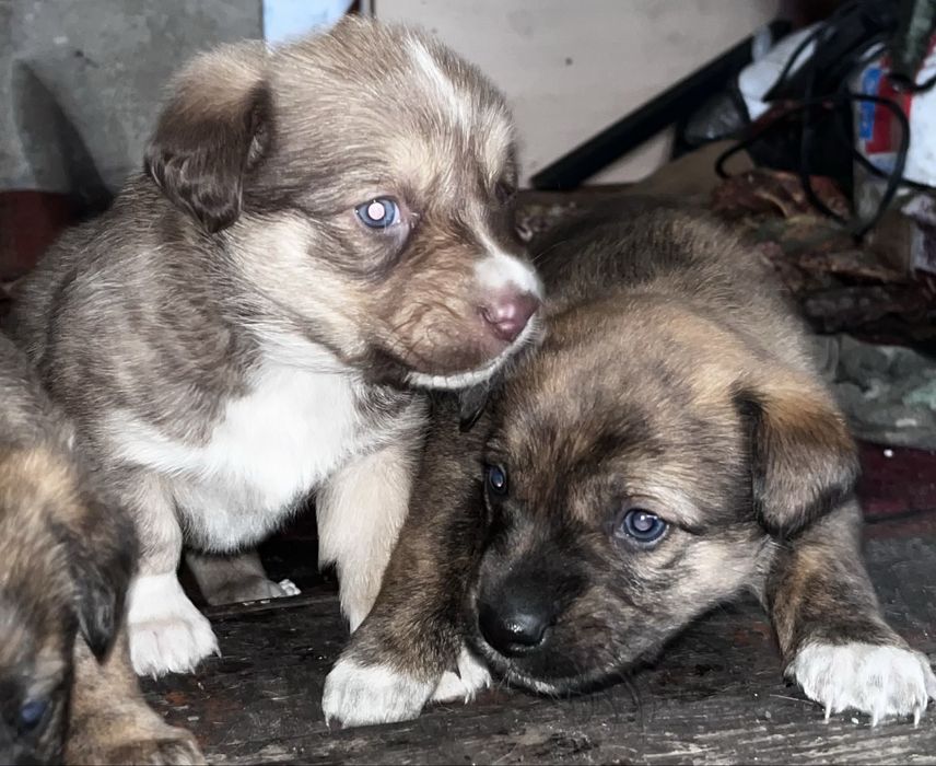 Отдам в добрые руки щенят