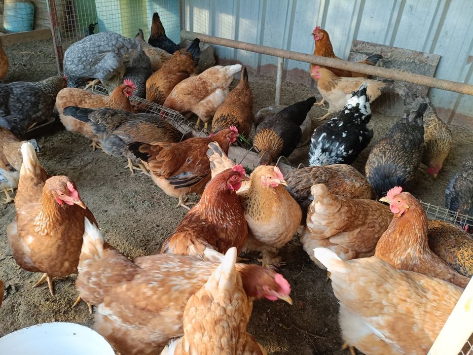 Инкубационное яйцо