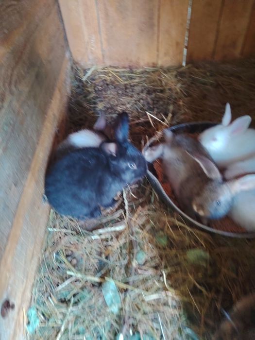 Iepuri de casa 3 generați