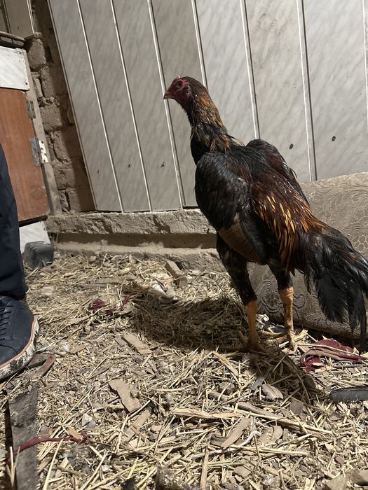 Дакан сатылады Саман тікше