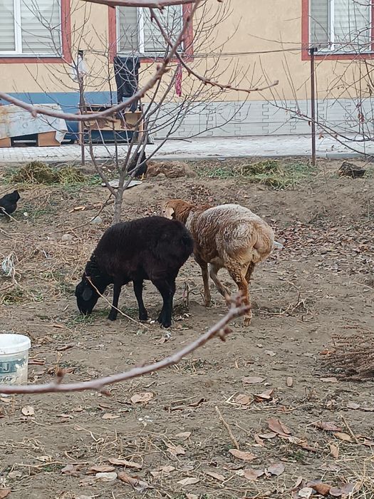 Продам два барана.