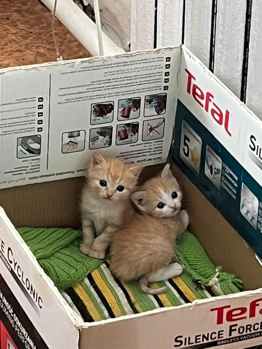 Отдам котят бесплатно