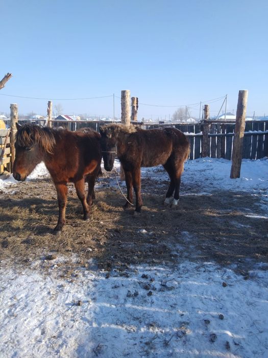 Продается жеребчики