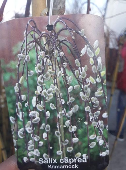 Плачеща върба (Salix caprea 'Kilmarnock')