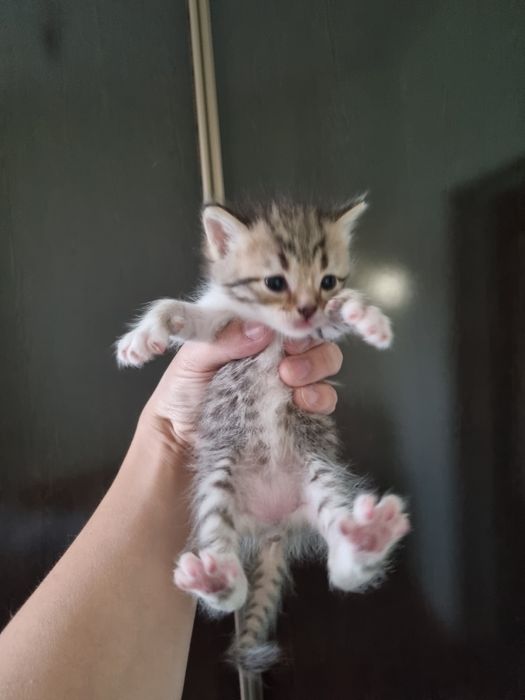 Котята отдам в хорошие руки
