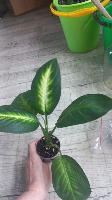 Комнатные растения