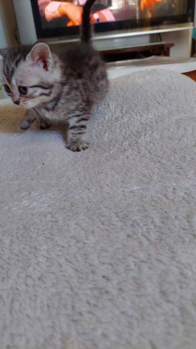 Котята. Г.Шымкент район Казбакалейторг
