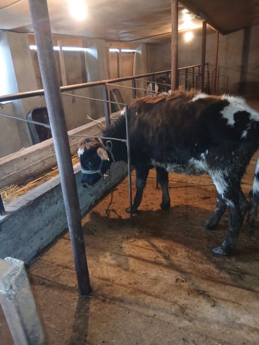 Тана сатылады. .