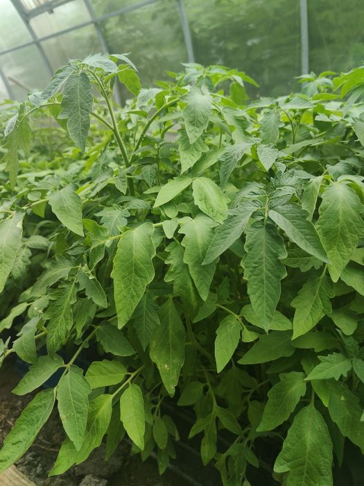 Продам закалённую рассаду