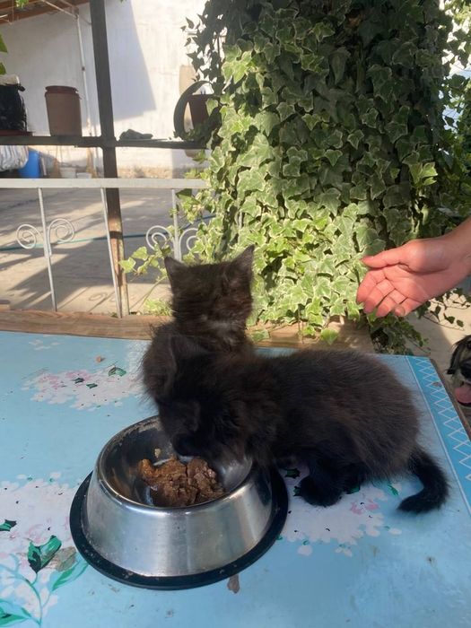 Котята а добрые руки