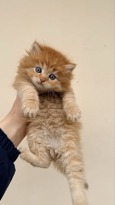 Mushuklar sotiladi serebristaya shinshila