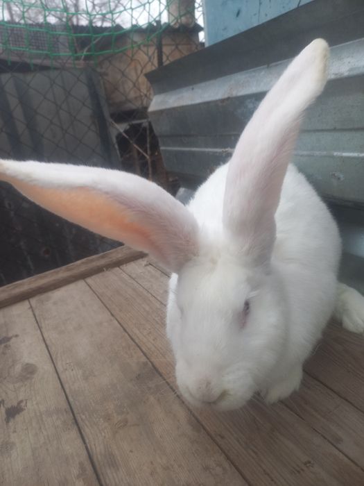 Кролики Фландер ...